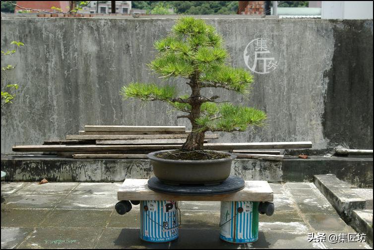 黑松盆景造型实例图解 (小型黑松造型盆景)