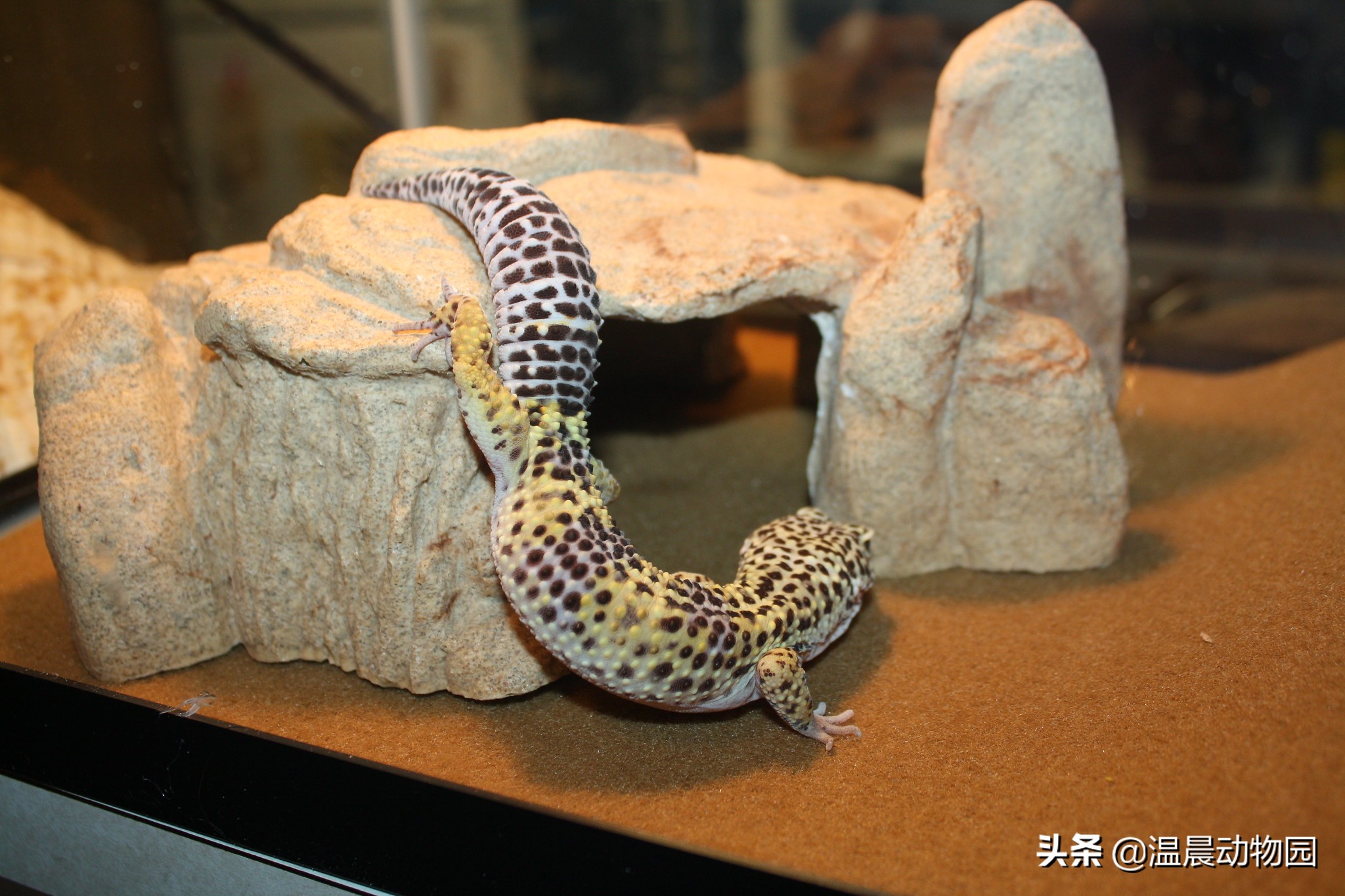 豹纹守宫饲养需要什么东西,饲养豹纹守宫需要准备什么