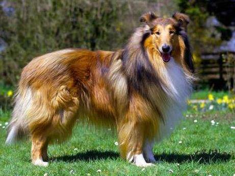 盘点那些奇形怪状的狗狗,十种狗狗比起来哪种狗狗最厉害呢