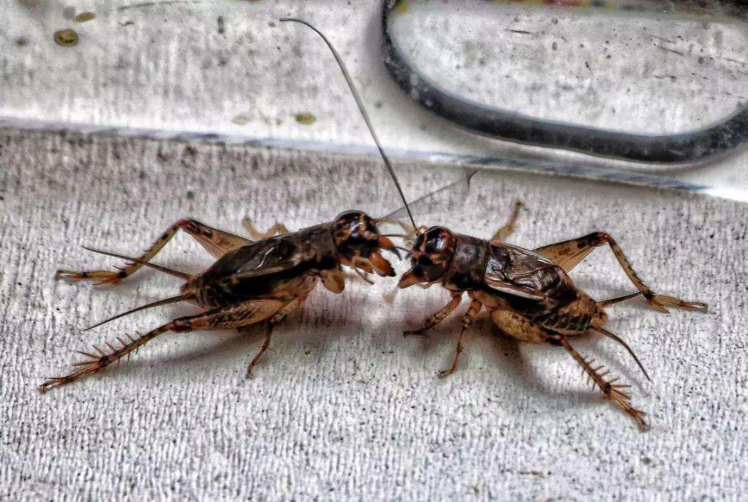 斗蟋蟀赌资多少犯法,斗蟋蟀传统赌局