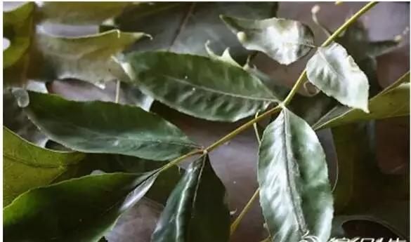 如何把新鲜的花弄成永生花,怎么才能将鲜花变干花