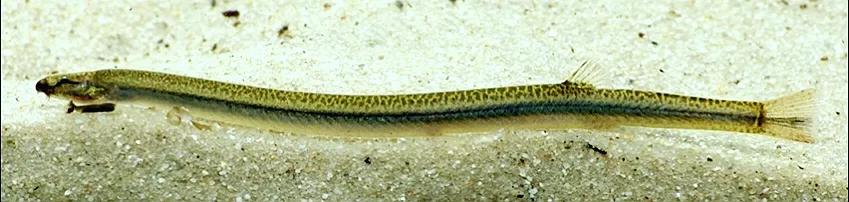 野生泥鳅品种图片大全大图,最大的泥鳅图片大全