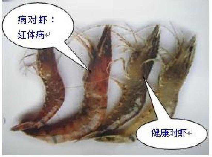 水产养殖白对虾虹彩病特效药,对虾红体病图