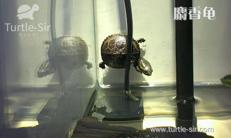 古法生态龟缸养麝香龟要点,麝香龟龟蛋好养吗
