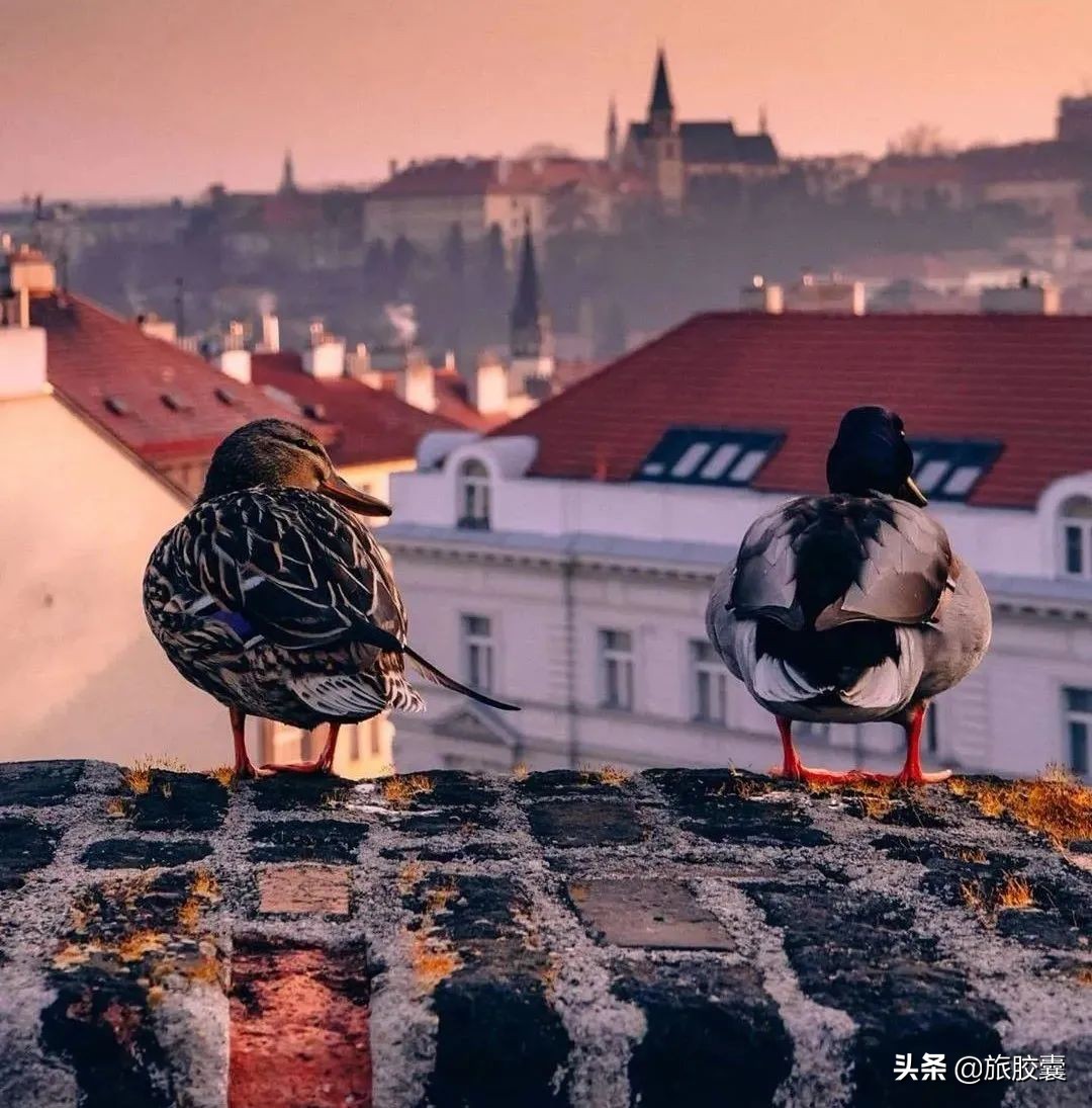五一想去布拉格,这辈子总要去一次布拉格