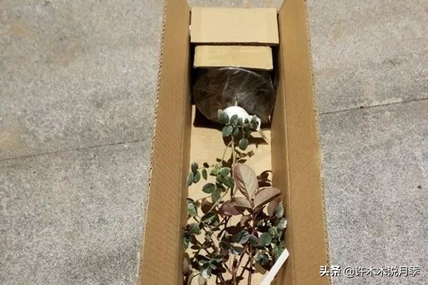 月季新手种植教程,购苗、修剪、施肥、浇水、喷药,手把手教你