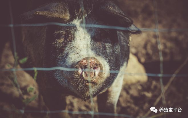 猪脱肛最好的自我恢复方法,猪脱肛肠子出来了还能活几天