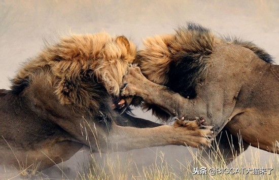 为什么老虎看上去比狮子更有肉感,老虎的脸为啥跟狮子豹子不一样