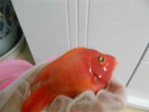 观赏鱼烂鳃病怎么治,观赏鱼烂鳃病症状