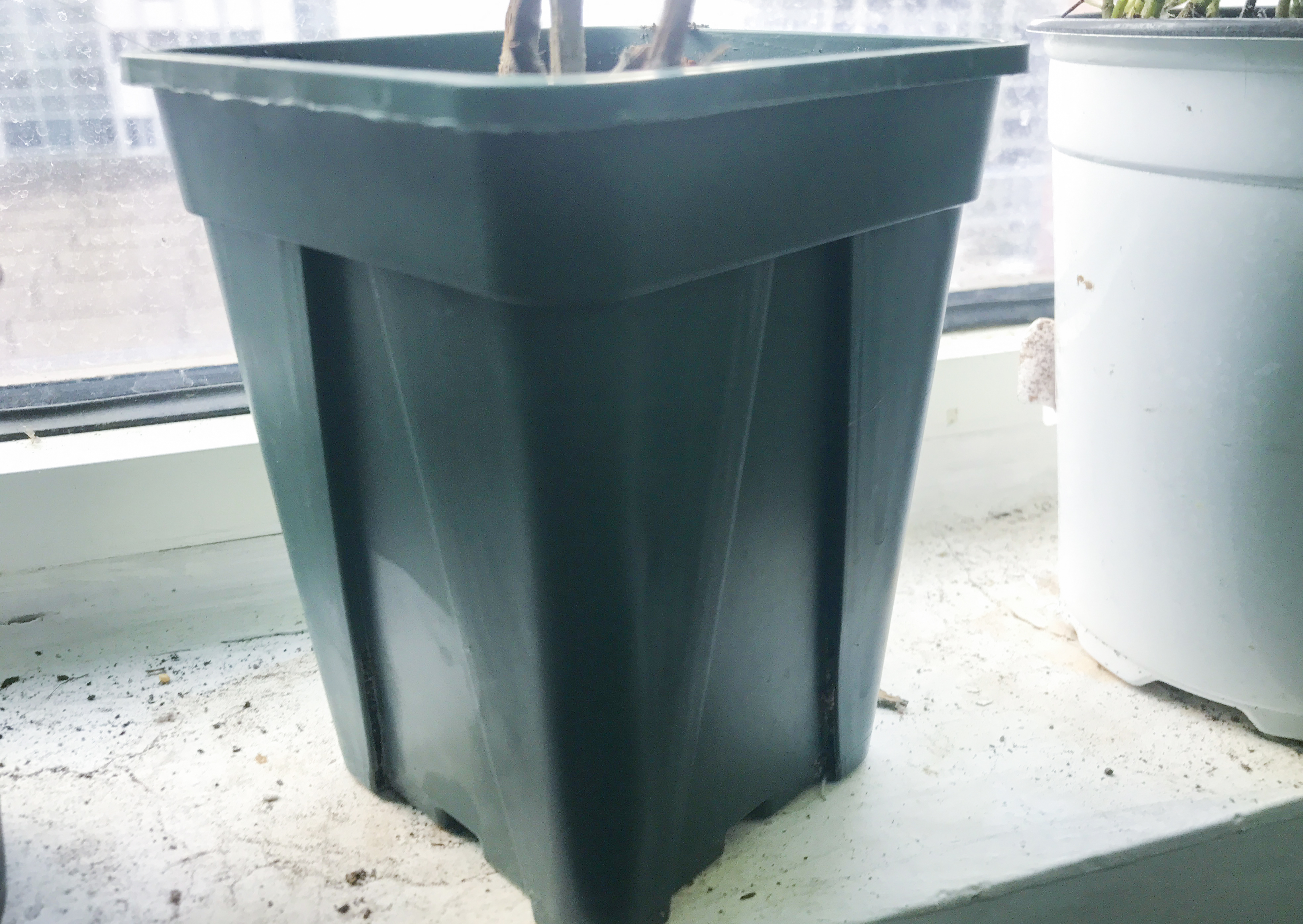 没有阳光能种好月季吗,没有阳光养什么鲜切花