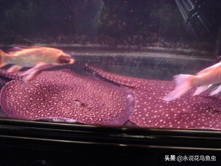 观赏鱼养殖技术论坛,观赏鱼鱼友交流