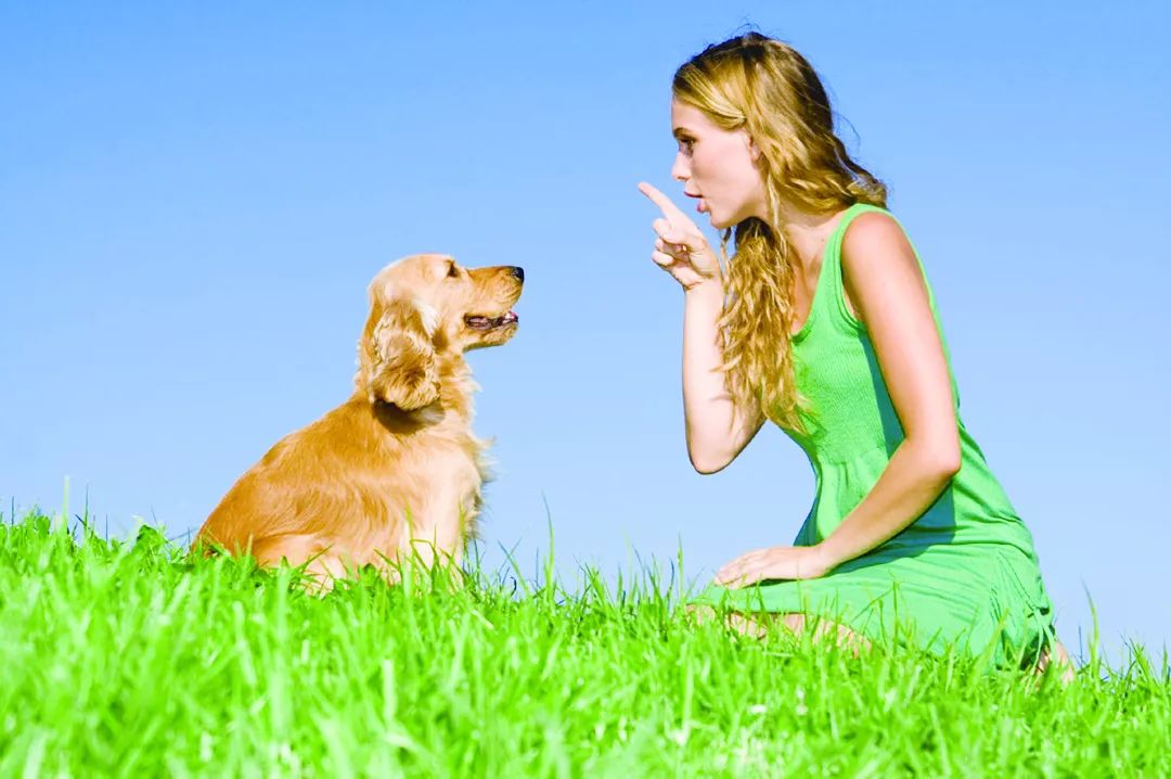 狗狗咬人扑人,狗狗扑人咬人行为纠正方法