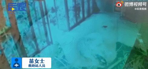 “我不过是杀了一只猫，别因为它伤了邻居的和气”