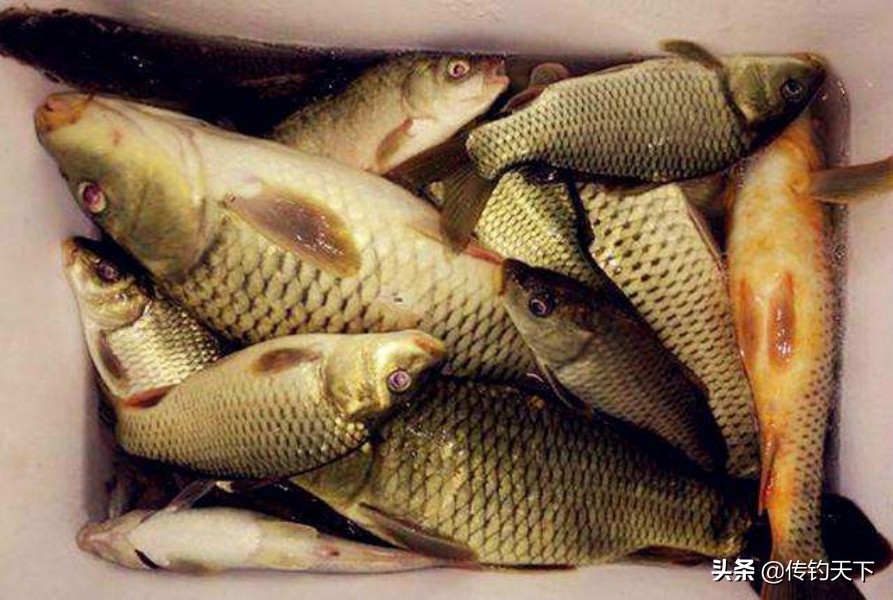 玉米打窝饵料制作,老玉米自制窝料加麸皮吗