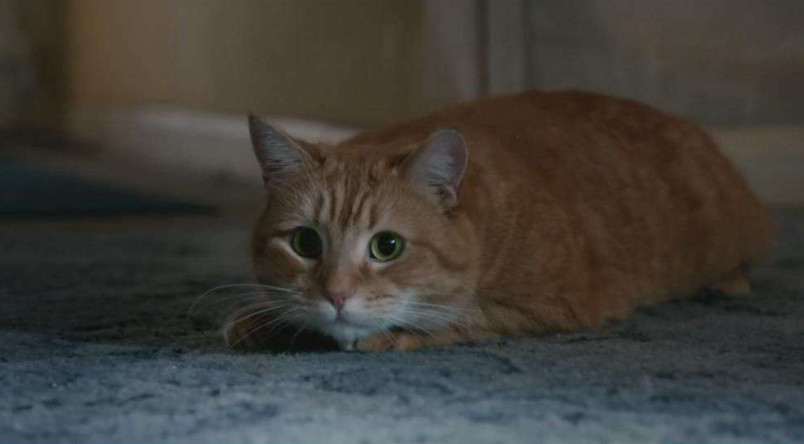 猫咪爱到处乱钻会容易生病吗,猫咪为什么会老是乱跑乱撞