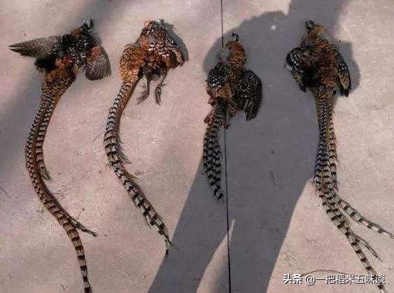 养鸡怎么预防老鹰捉小鸡,养鸡怎样预防老鹰捉小鸡