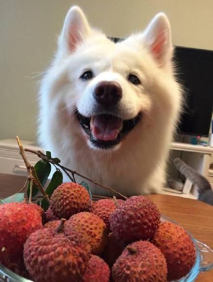 这六种食物一定不要让狗狗吃到,这5种水果别错过