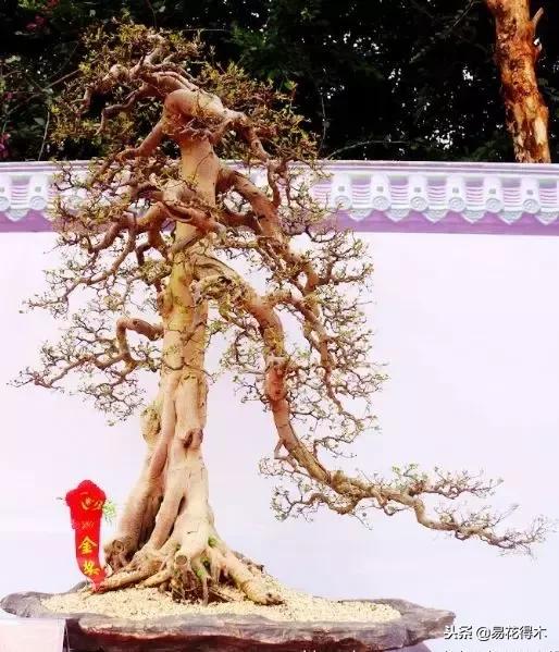 盆景构造及构成,树桩盆景鉴赏技巧