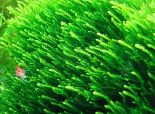 养鱼混养注意事项大全图解,新手养鱼混养推荐