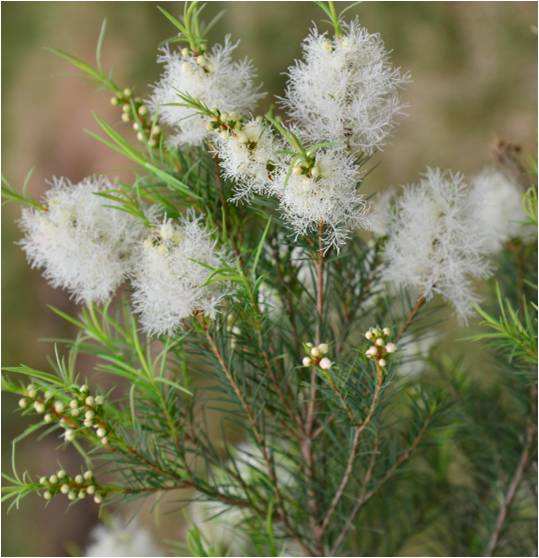 茶树精油熏蒸妇科的使用方法,茶树精油治疗咳嗽的正确使用方法