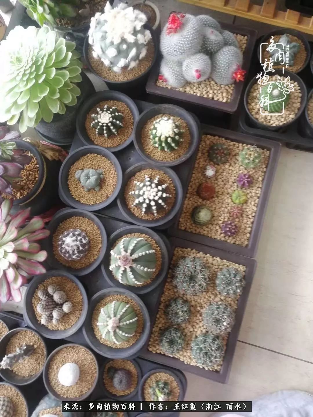 仙人球春天露养条件,仙人球露养条件