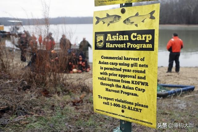 蠢萌的鲢鱼，在中国成名，却跑到了美国称霸