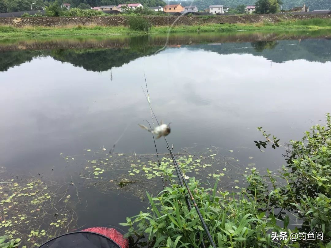 野钓用什么鱼饵避开小杂鱼,野钓小杂鱼闹窝太严重用什么饵料