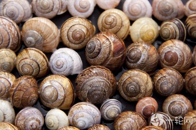 蜗牛壳是右旋还是左旋,科学家基因改造昆虫