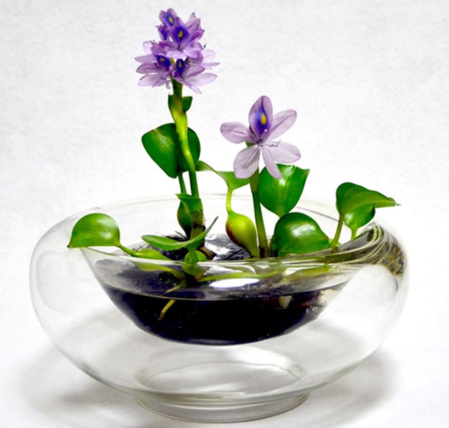 凤眼莲生长在什么环境下最好养,水养观赏小睡莲的技巧