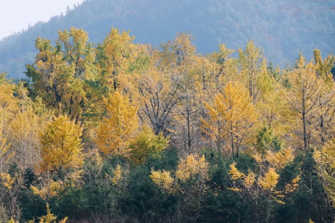 2月份去恭城看柿子,什么时候去恭城看柿子最好
