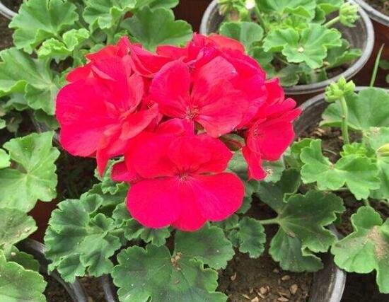 盆栽的康乃馨浇水怎么浇最好,康乃馨盆栽浇水技巧