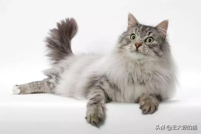 什么品种的猫猫最容易养,想养好可爱的猫猫