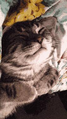 猫咪原来也会做梦,猫会做梦梦到主人吗