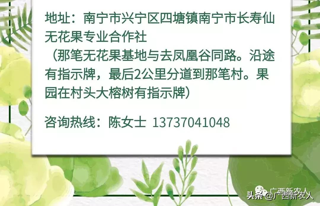 南宁那笔村无花果,南宁摘无花果