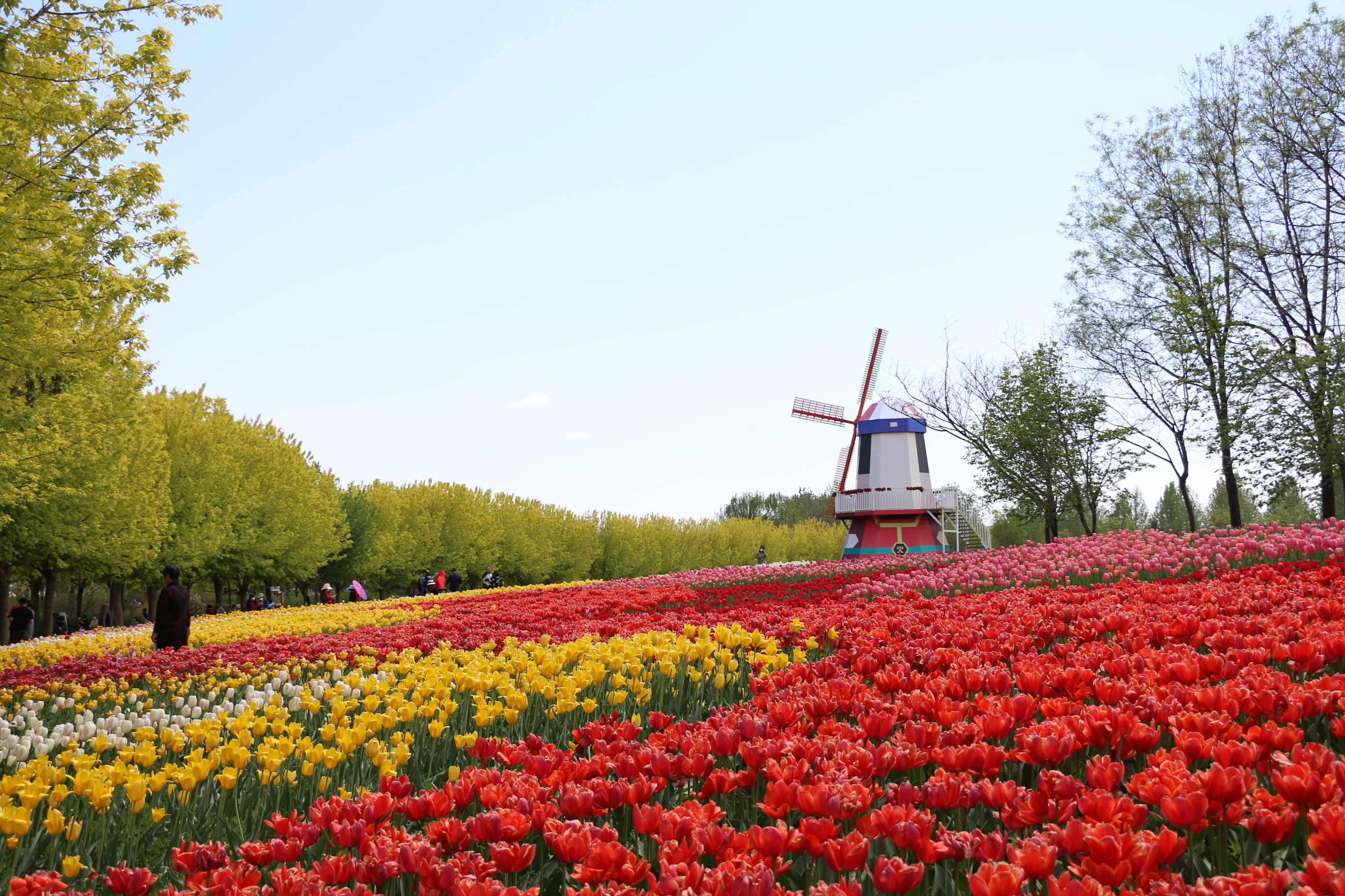 游北京国际鲜花港体会,游北京国际鲜花港需要多长时间