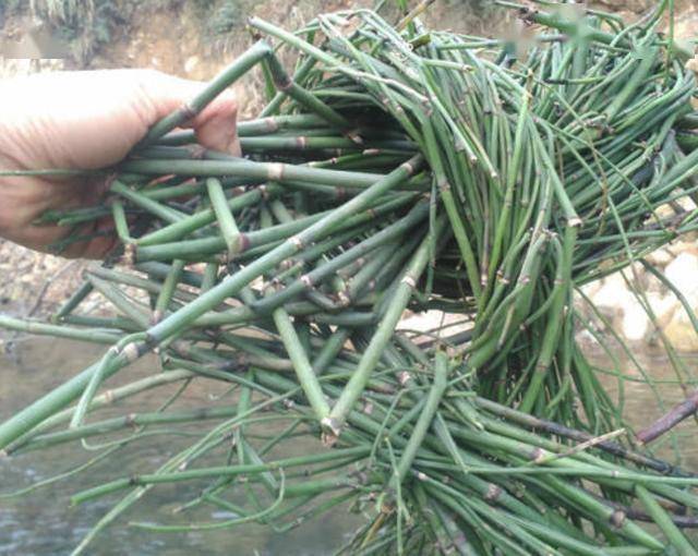 在农田，遇到1种“草麻黄”拔出来，以往没人挖，如今价值很高