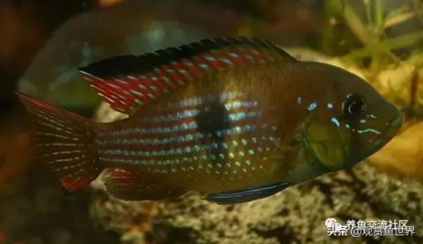 食土鲷一般多大尺寸,食土鲷哪个品种小一点