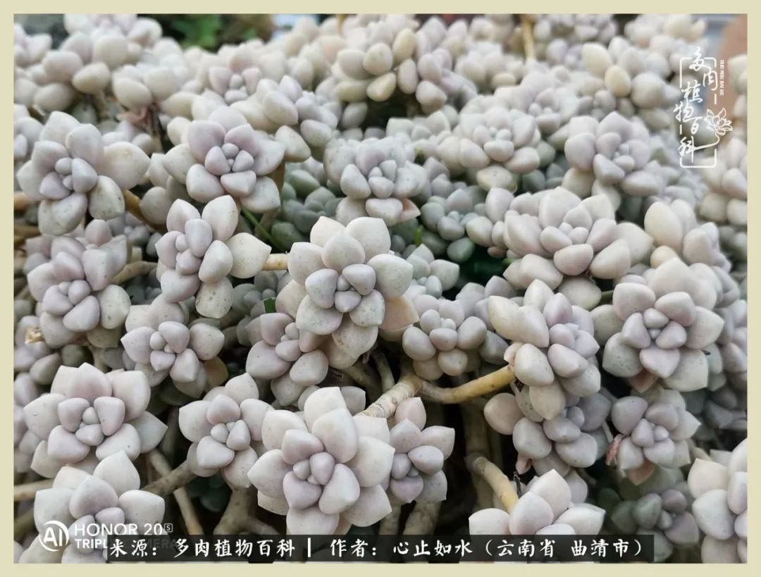 感谢陪伴感恩所有的遇见,让每个人都能感受到多肉的美好