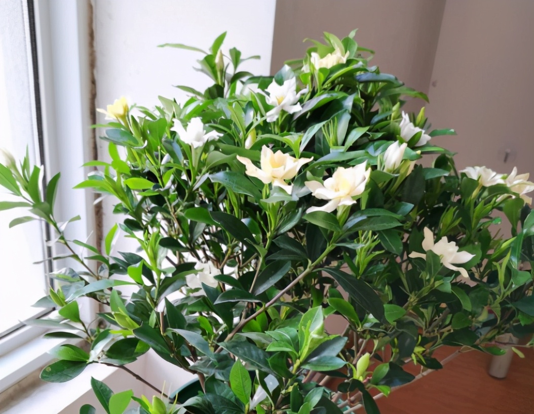 栀子花怎样养护才能养得好,栀子花养殖和护理方法