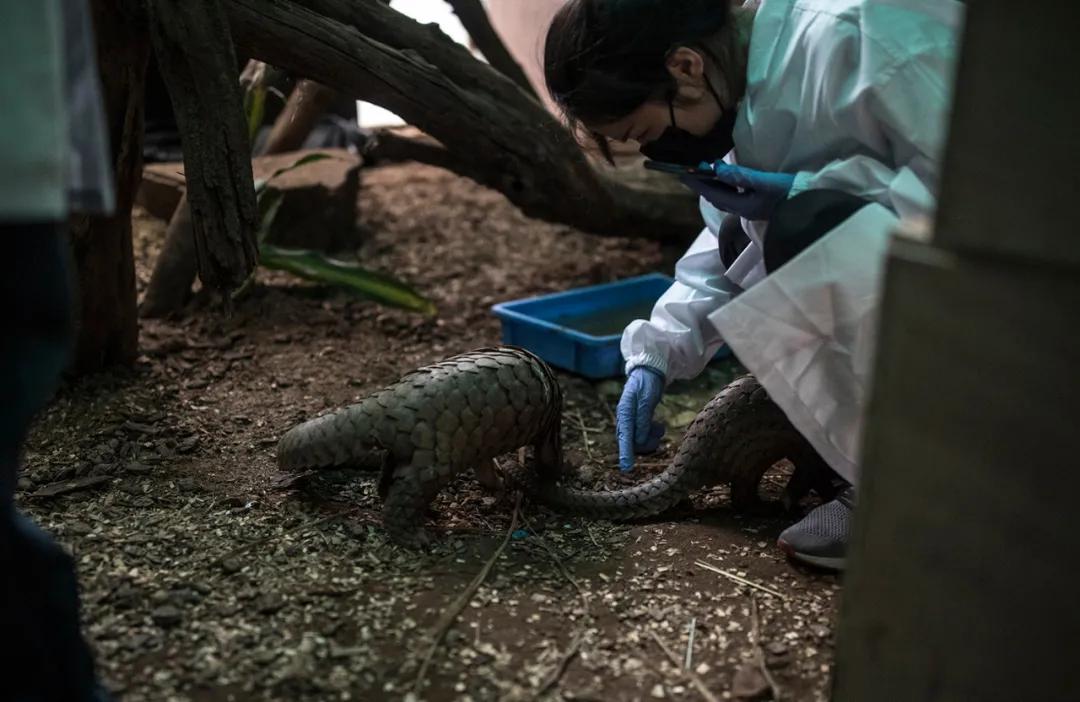 穿山甲除名是真的假的,穿山甲会被除名吗