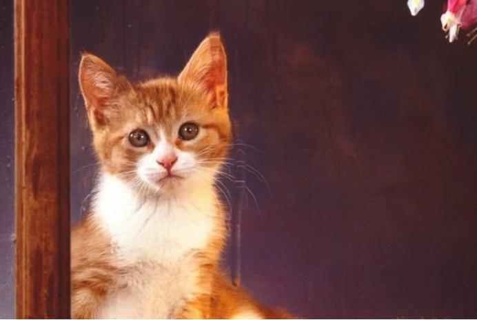 猫咪睡觉时会摇头,猫咪睡觉时候抽搐会是狂犬病吗