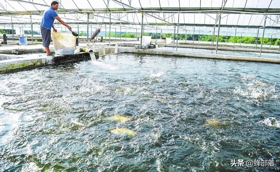 养殖什么小型鱼能赚钱,2021年鱼塘养殖什么鱼最赚钱呢