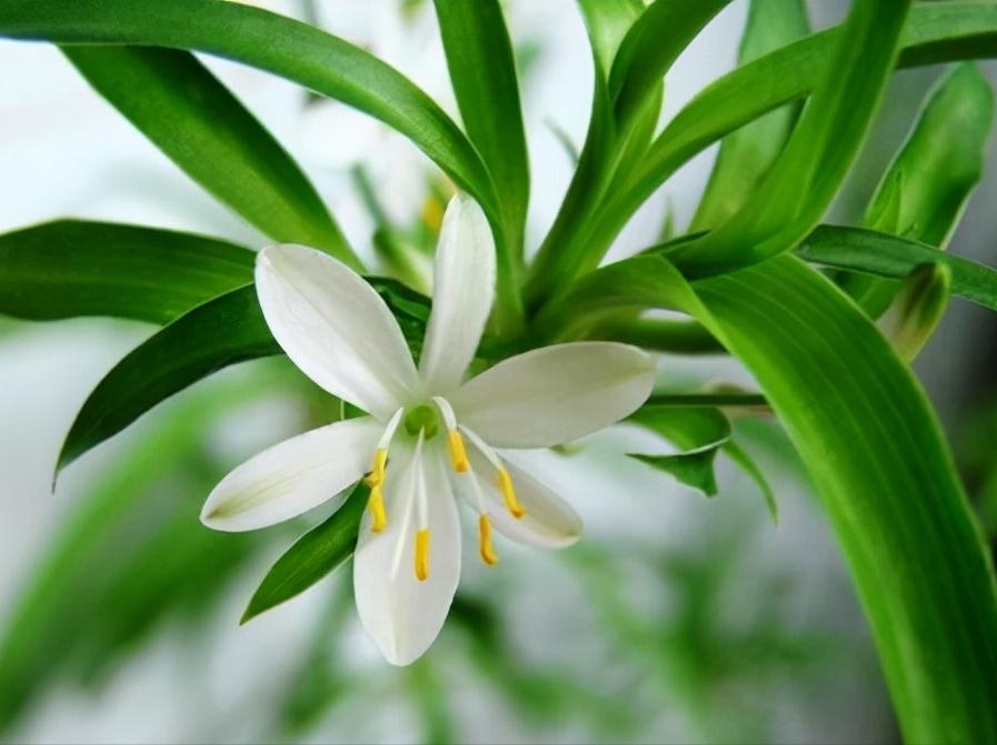 花卉绿植种植大全,温室常见的花卉