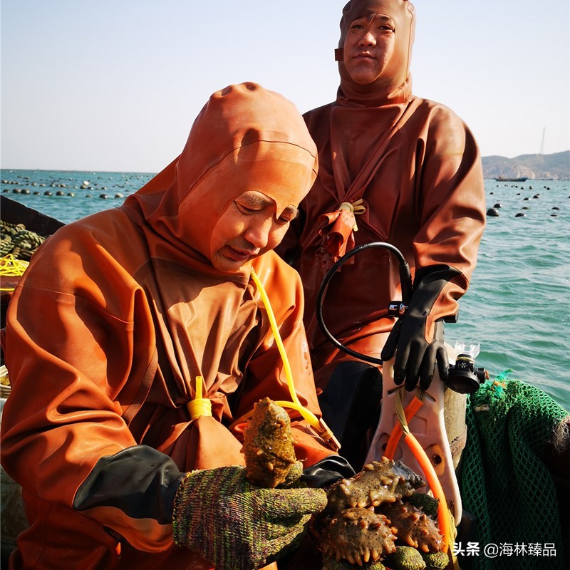 野生海参探店,野生海参采捕视频大全