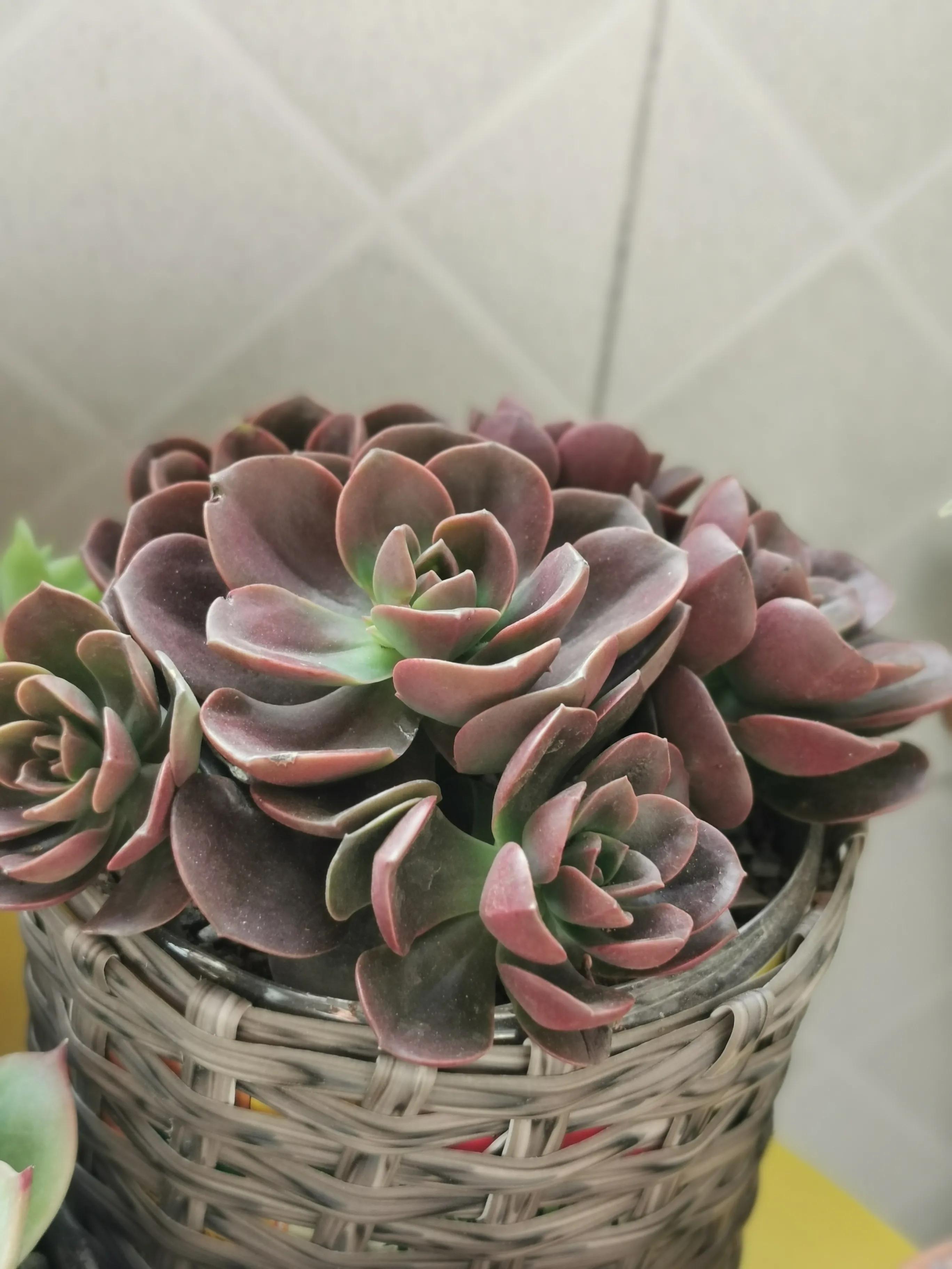 新购大单头多肉上盆,多肉品种大全大集合