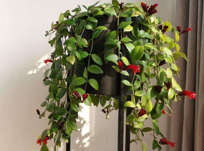 10种易养活的室内植物花,100种家庭花卉种植盆栽大全