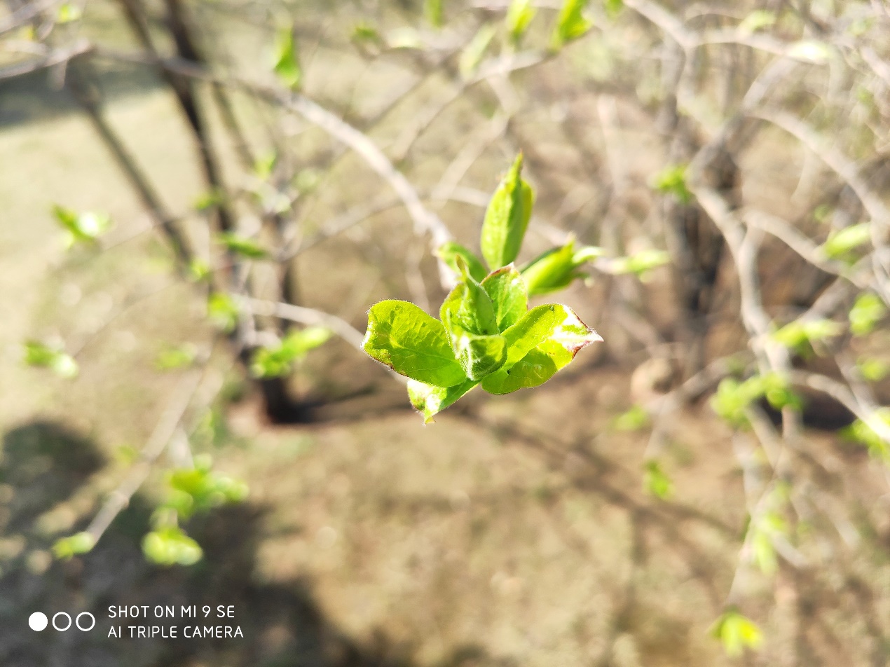 小米9se评测游戏,小米9se测评