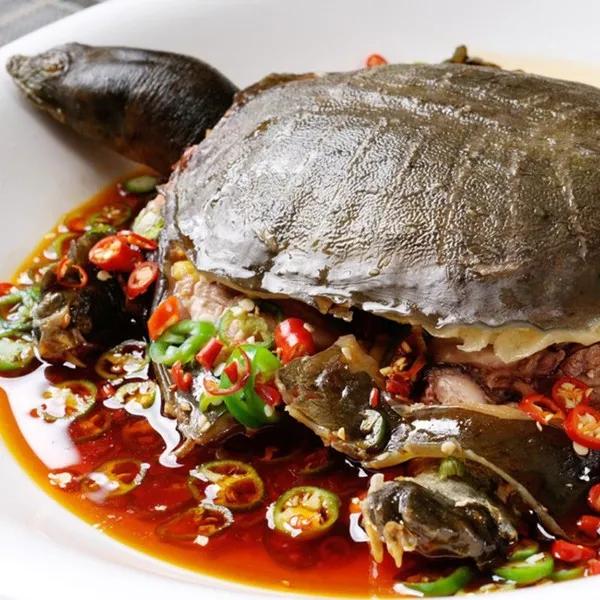 人工养殖的甲鱼怎样养活得时间长,人工饲养的甲鱼与野生甲鱼