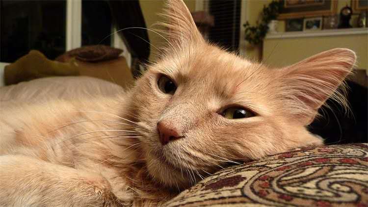 公猫不做绝育的危害,公猫不绝育有什么危害么