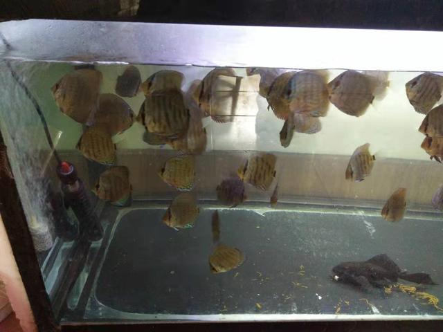 观赏鱼的水温过低的表现,观赏鱼养什么温度低不会死